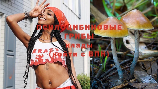 прущие грибы Абаза